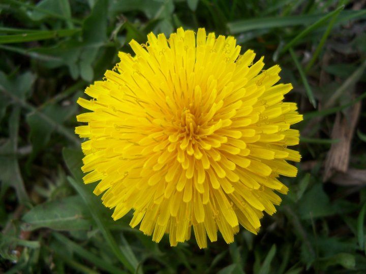Bright yellow dandelion flower blooming against green foliage background.