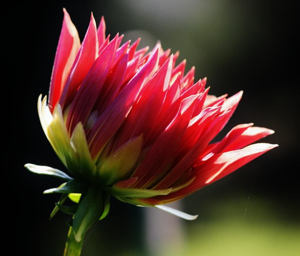 Red and white bicolor dahlia flower petals captured in dramatic side lighting.