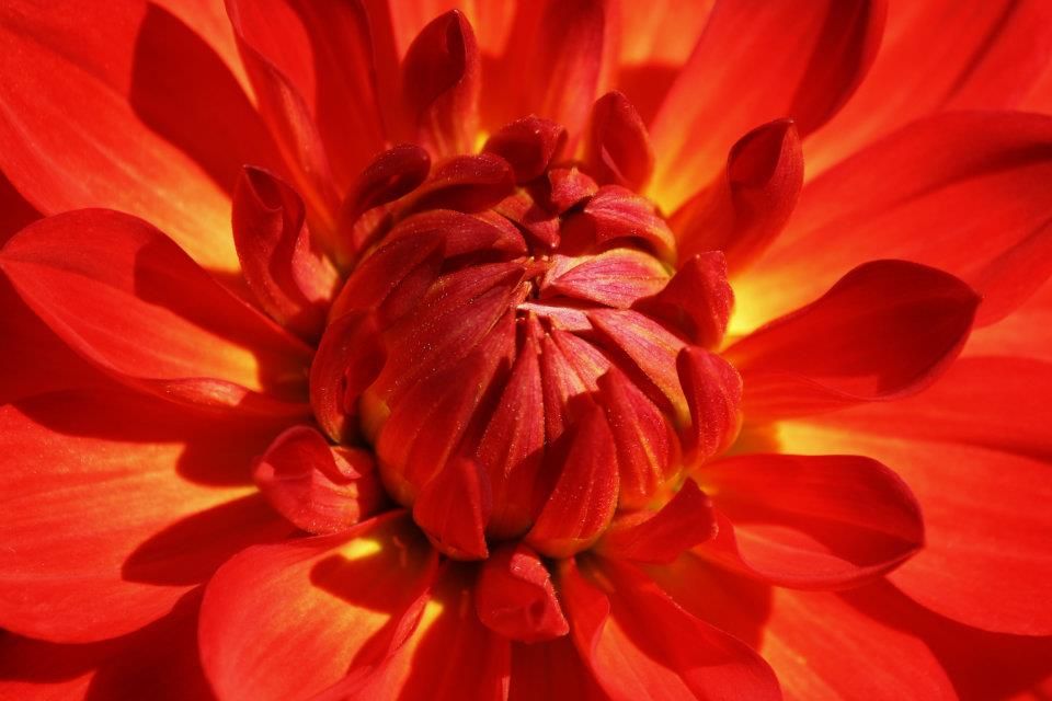 Dramatic close-up of red dahlia petals glowing with intense saturated color.