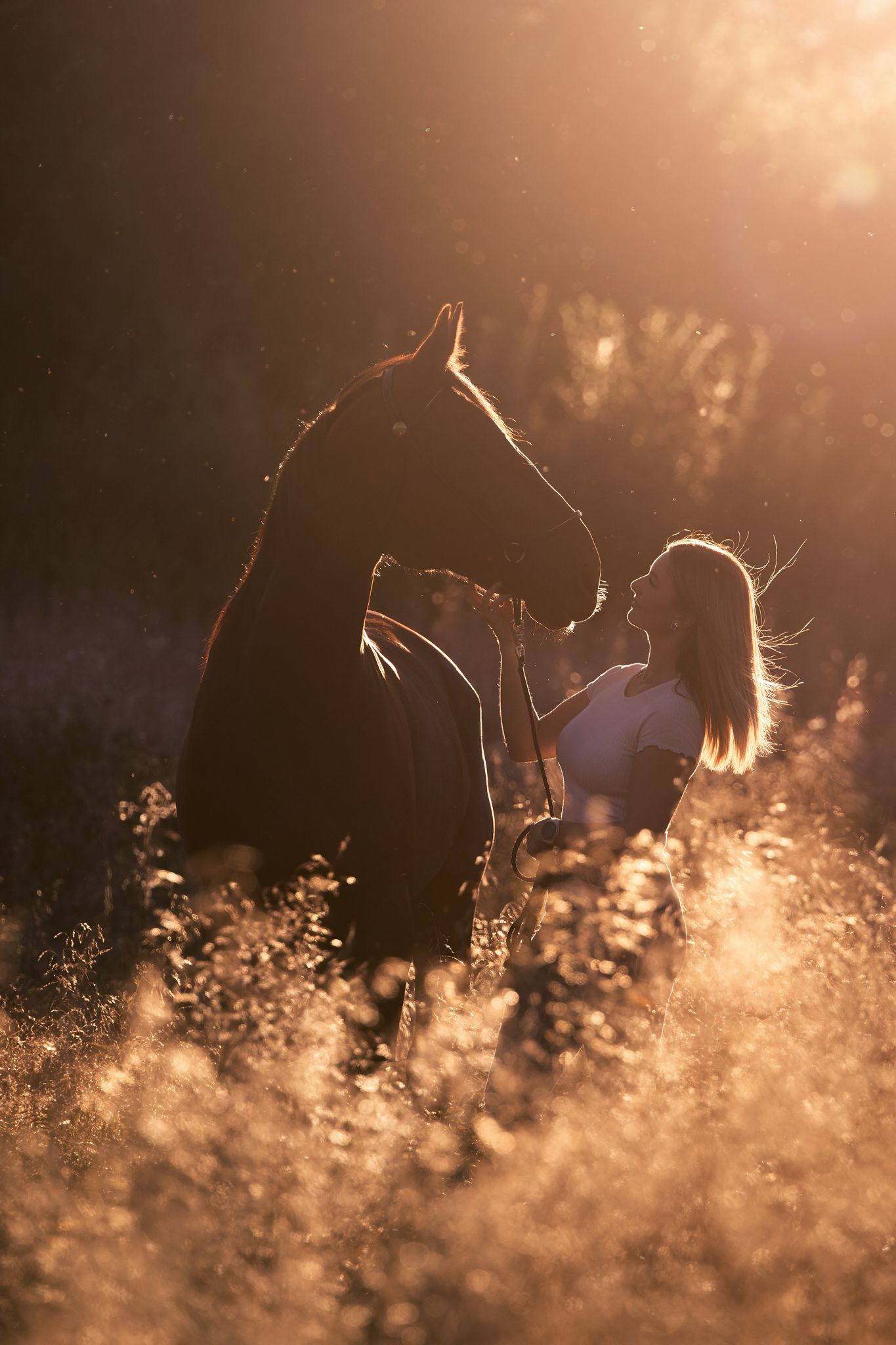 Silhouette of horse in golden sunlit meadow during sunset.