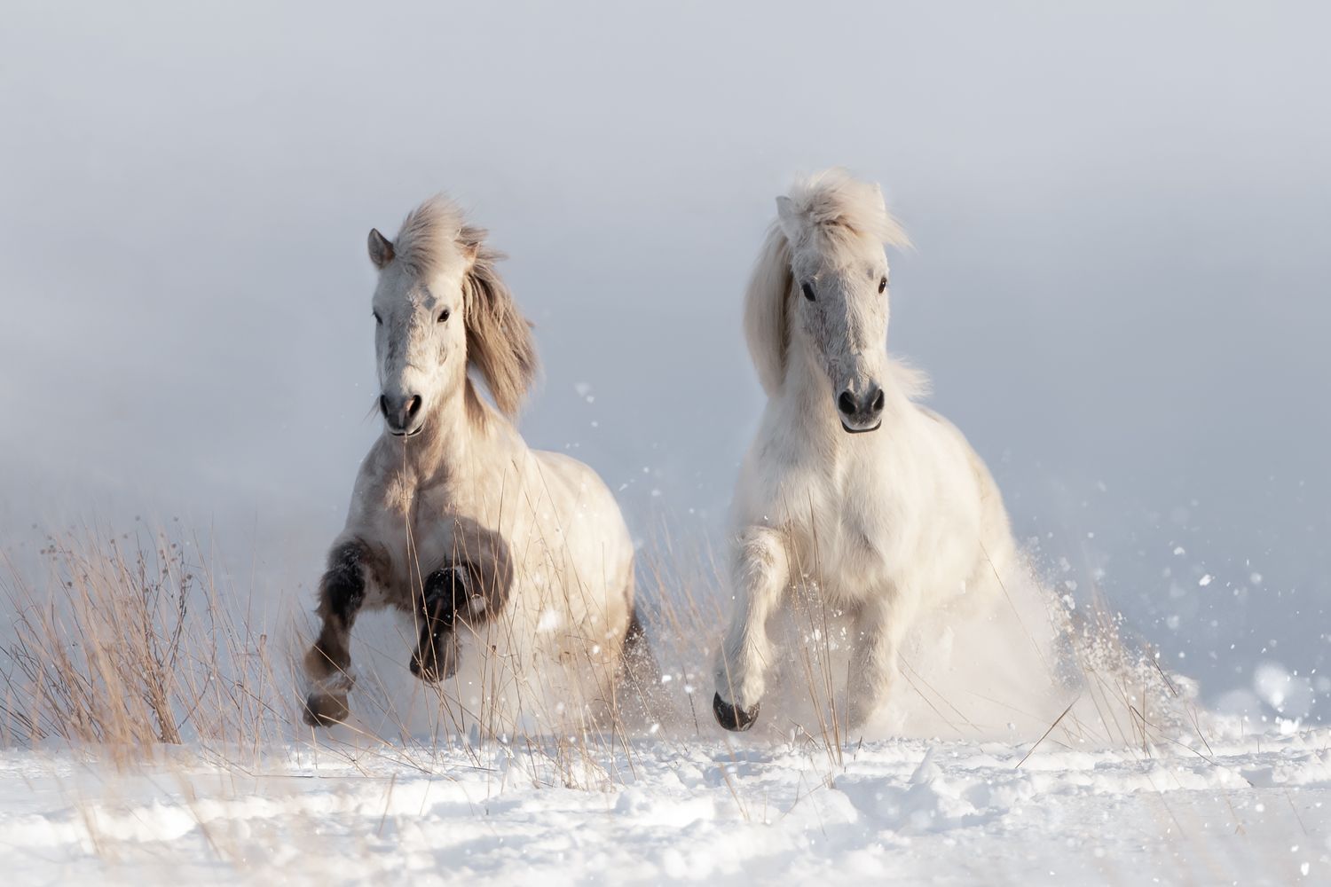White Camargue horses running through splashing water in sequence.