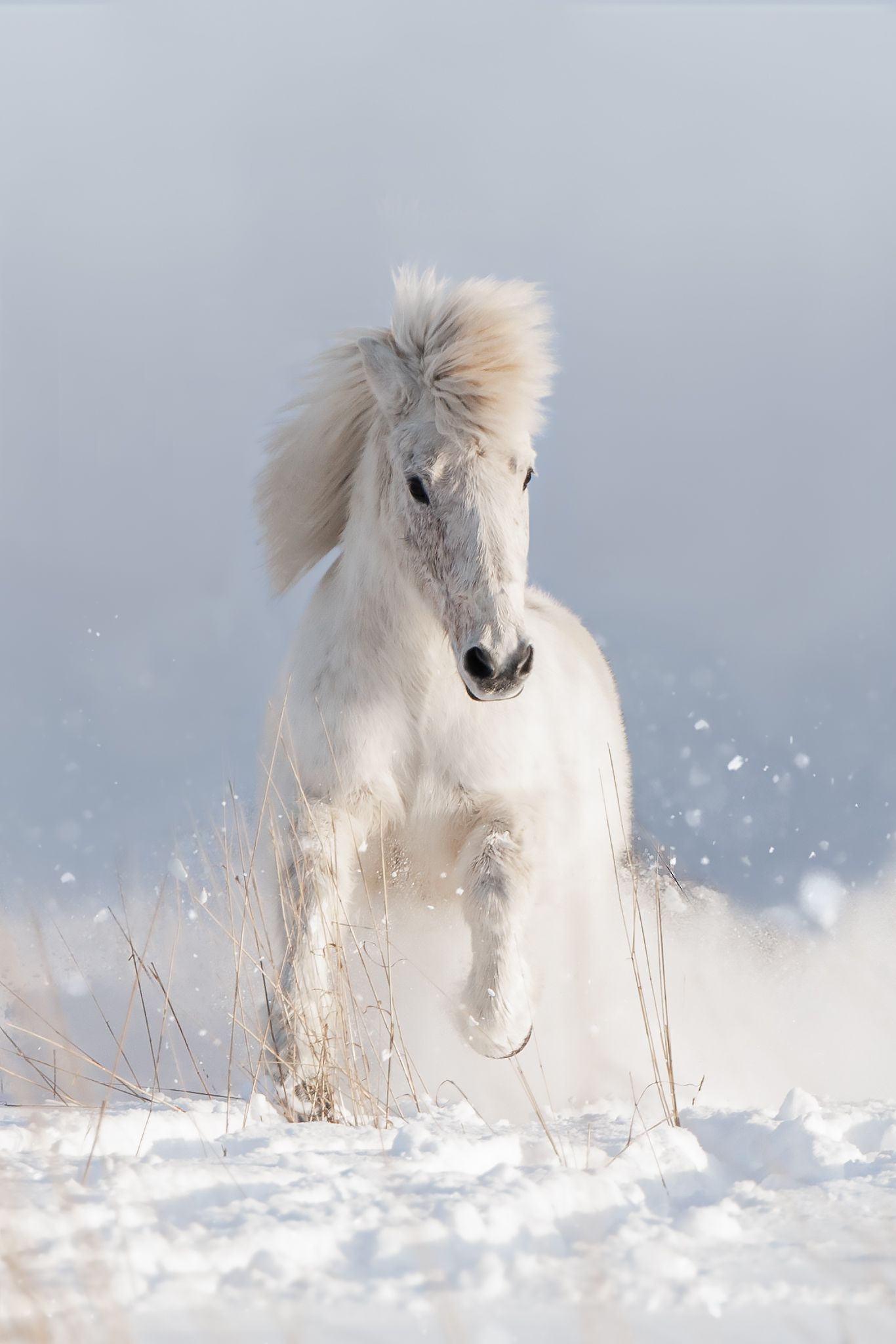 White pony running through deep snow creating a magical winter scene with flying snowflakes.