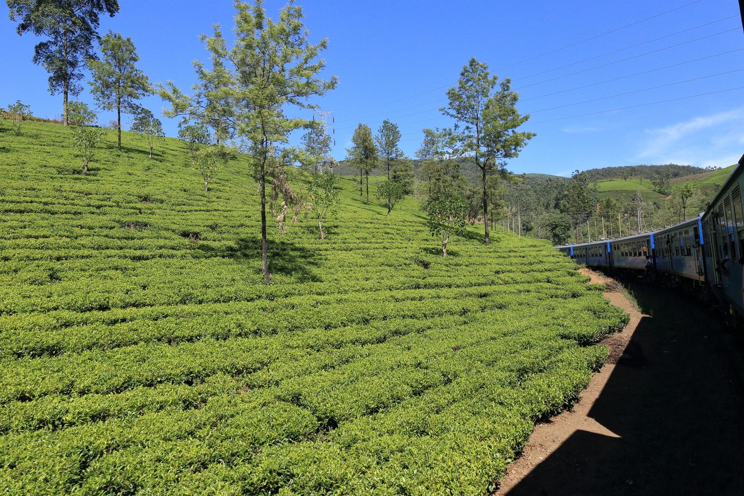Rolling green tea plantations with neat rows stretching across hillside next to a train track.