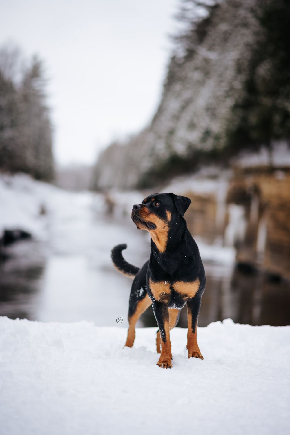 Photographe animalière Québec