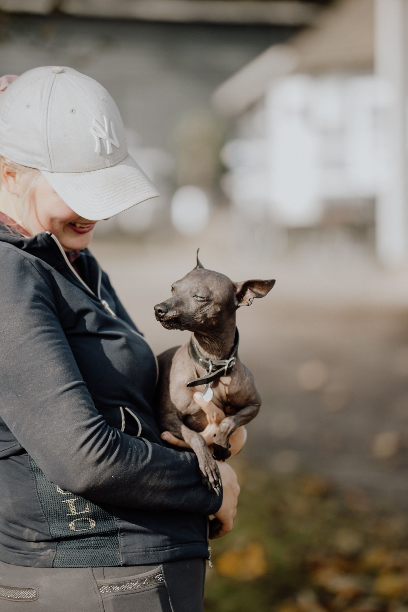 A small Italian Greyhound dog being held and looking alert while wearing a collar.