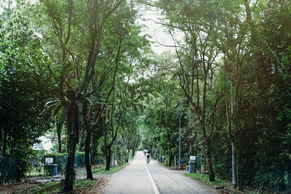 A tree-lined street in Singapore