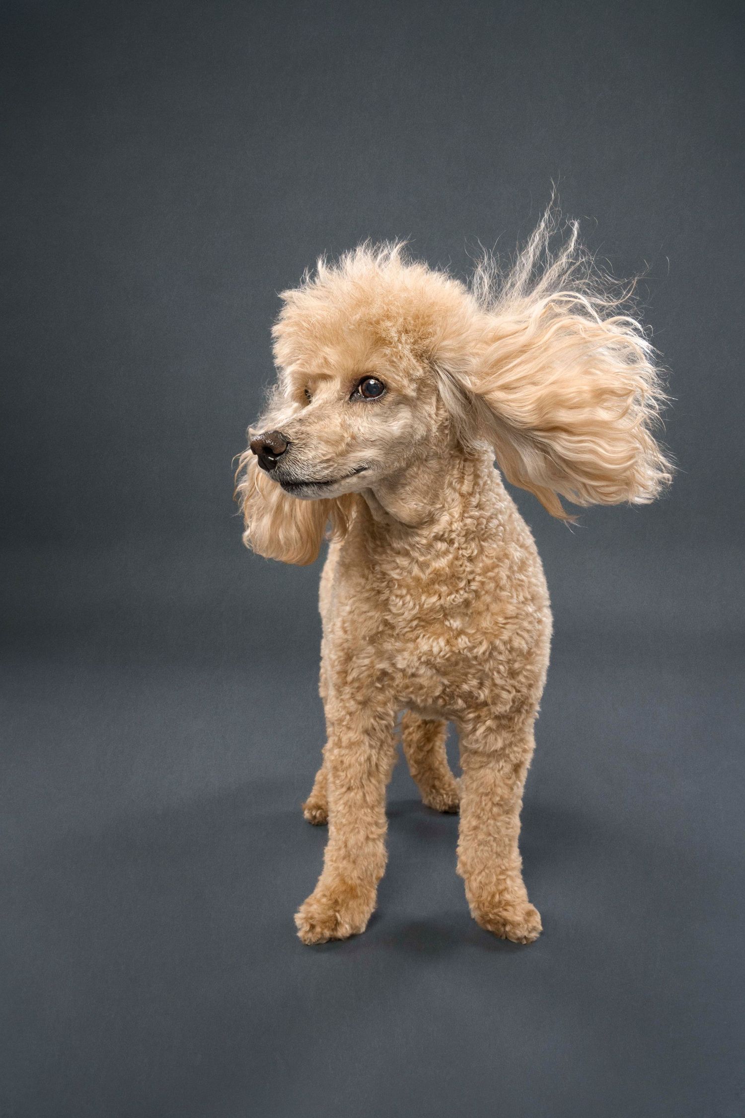 Toronto pet photography