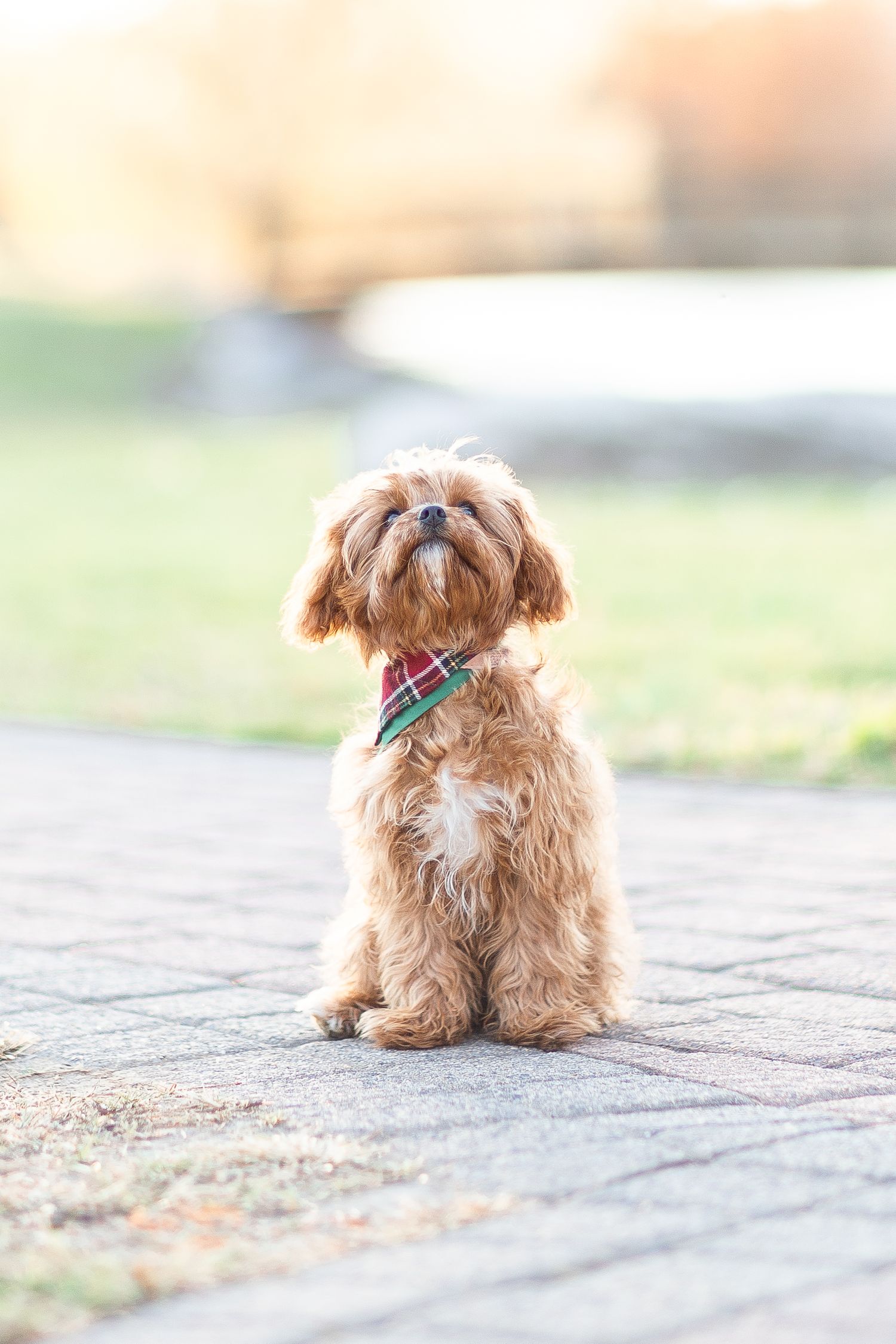 Adorable brown Shih Tzu dog wearing plaid collar sitting on stone path at sunset.