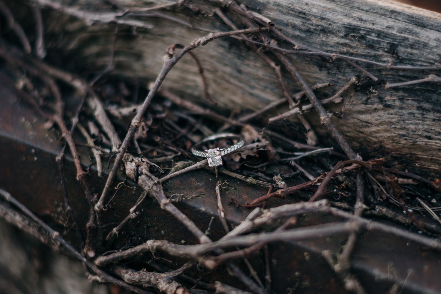 close up photo of engagement ring in some ivy branches