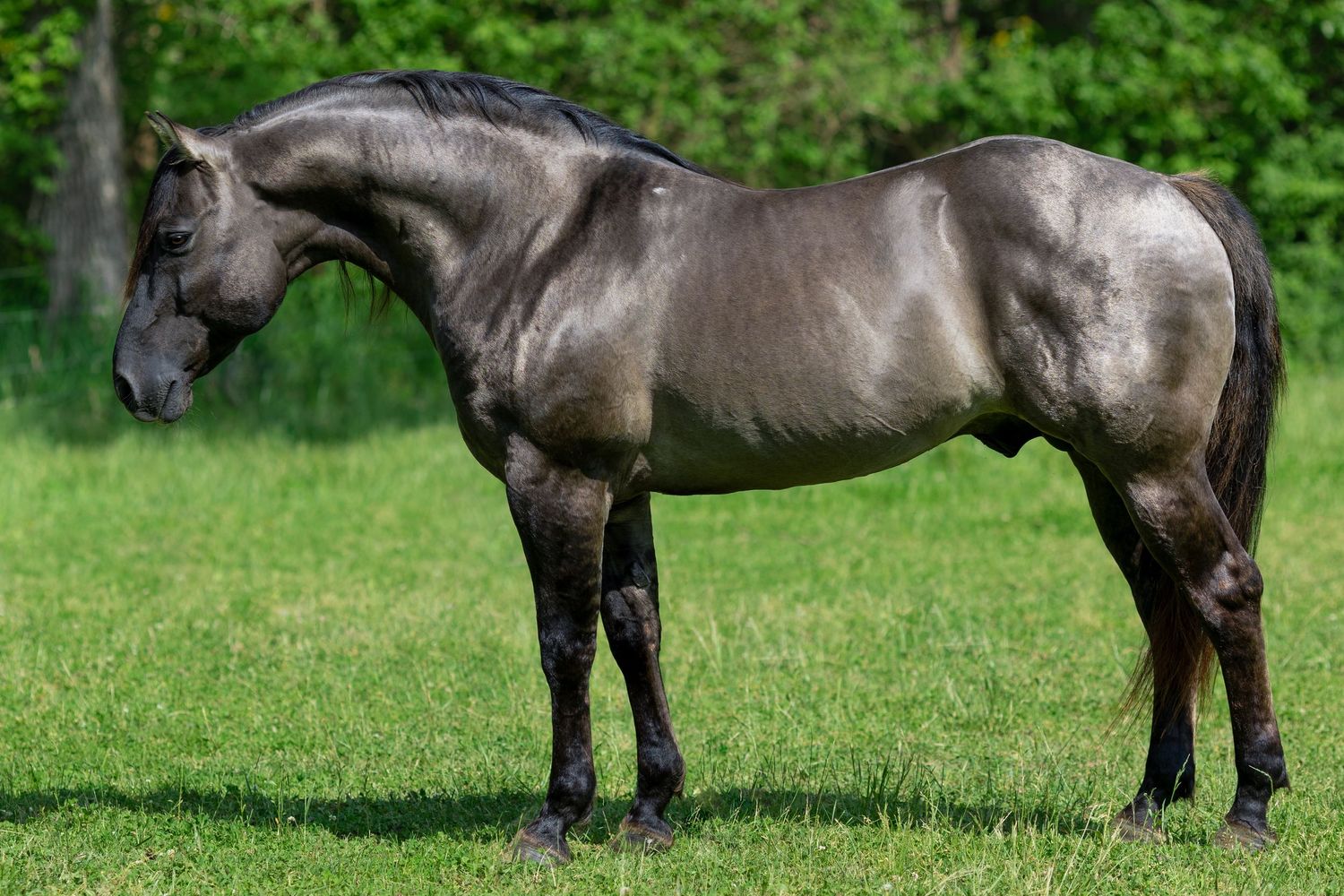 A grulla stallion conformation picture for his stud ads.
