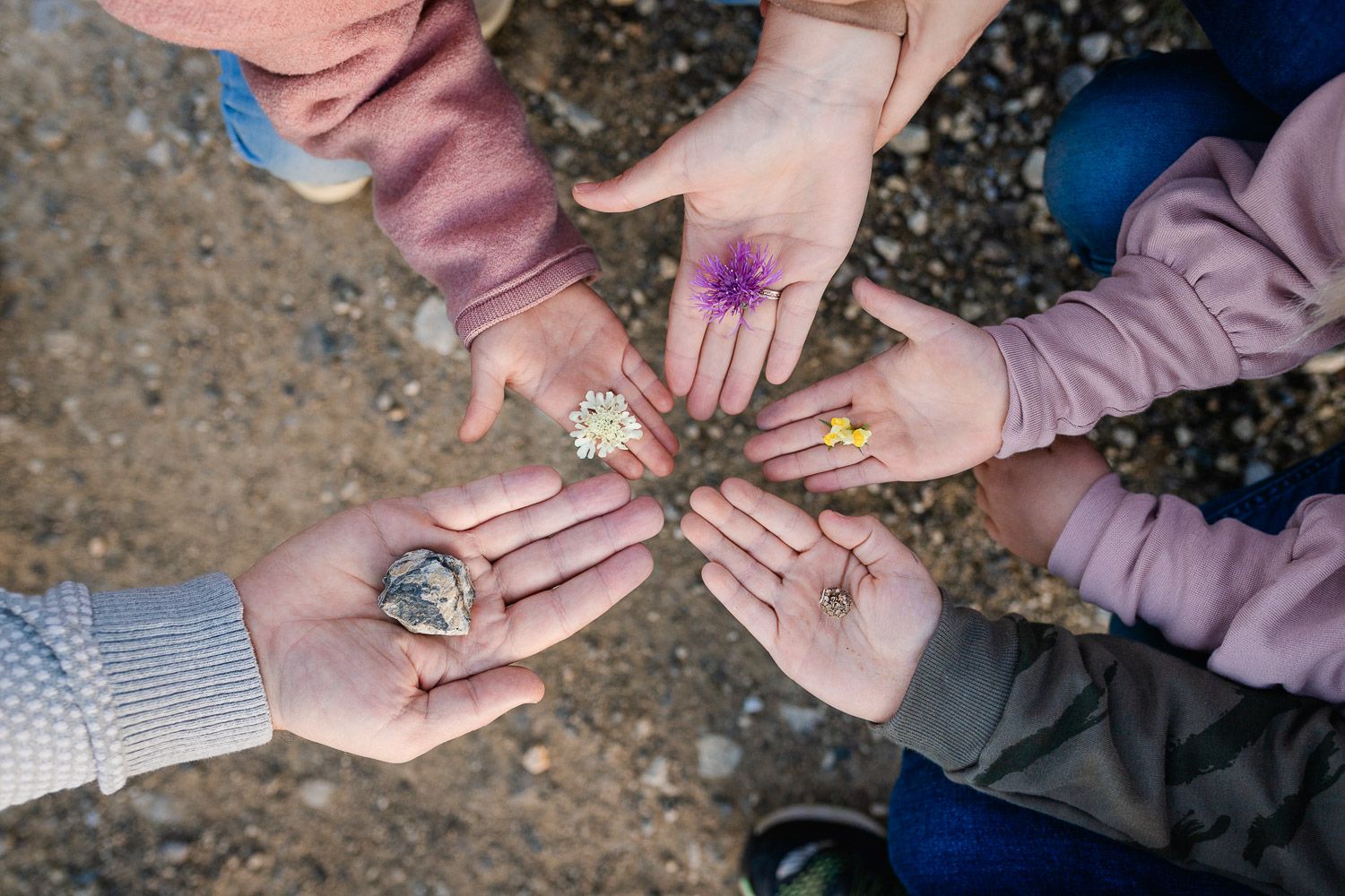 Familien-Fotoshooting, jedes Familienmitglied streckt eine Hand mit Blume darin aus, Bild von oben
