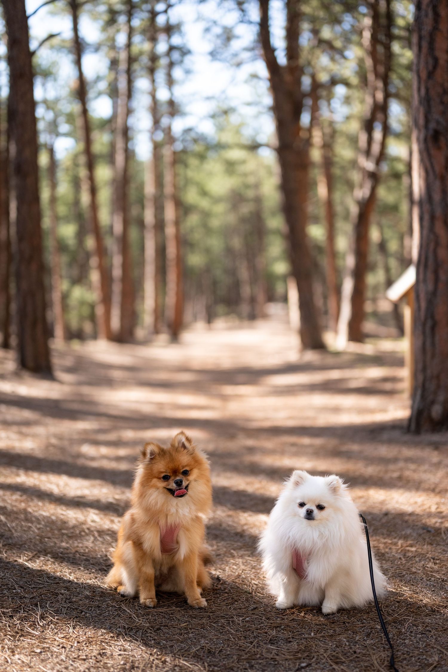 Photo session at Fox Run Regional Park in Black Forest, CO,