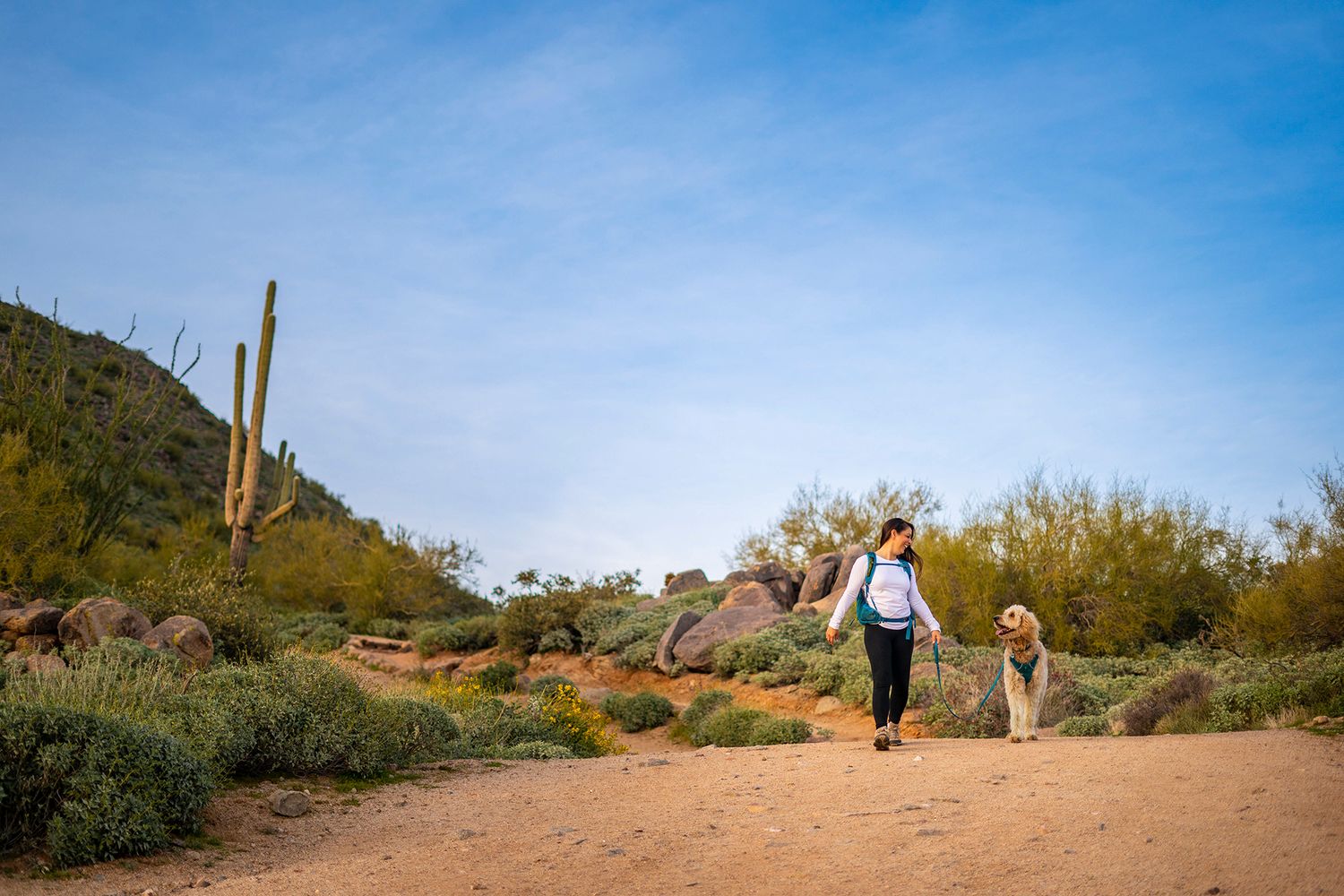 A figure walks with a goldendoodle dog on a desert trail with cacti and mountains in the background.