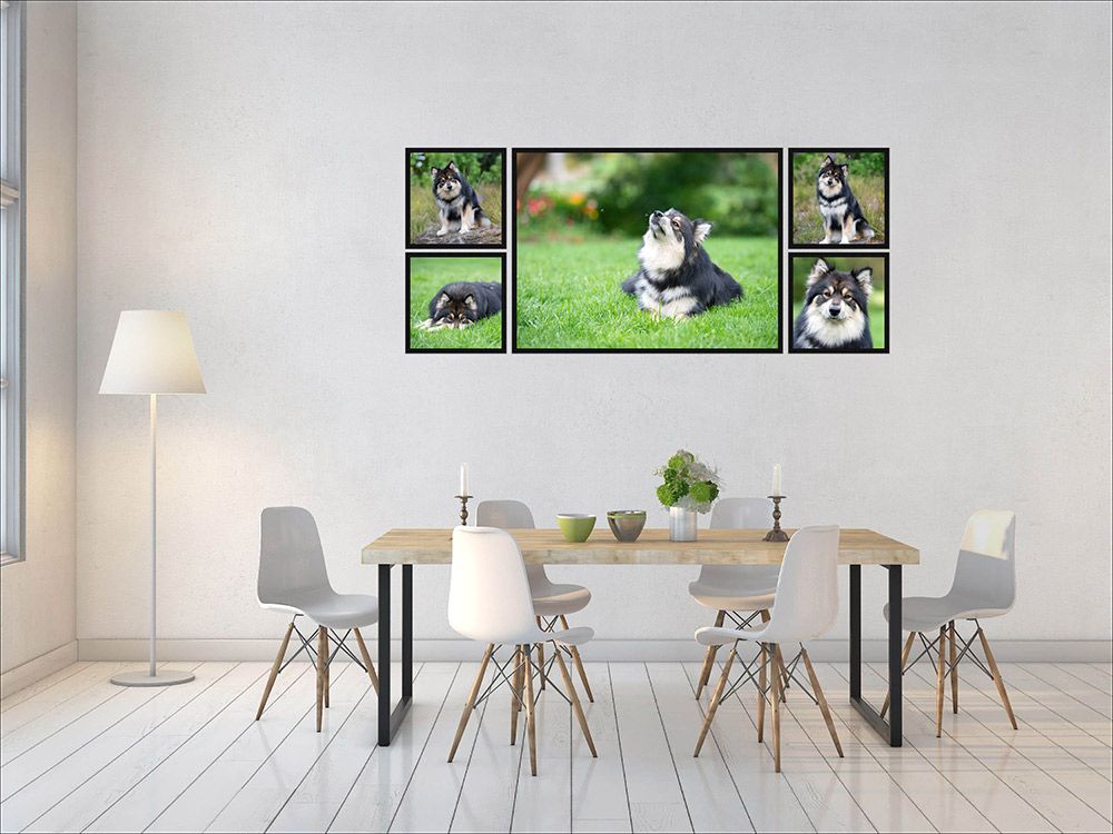 Dog photography dining room design Helen Green Geelong