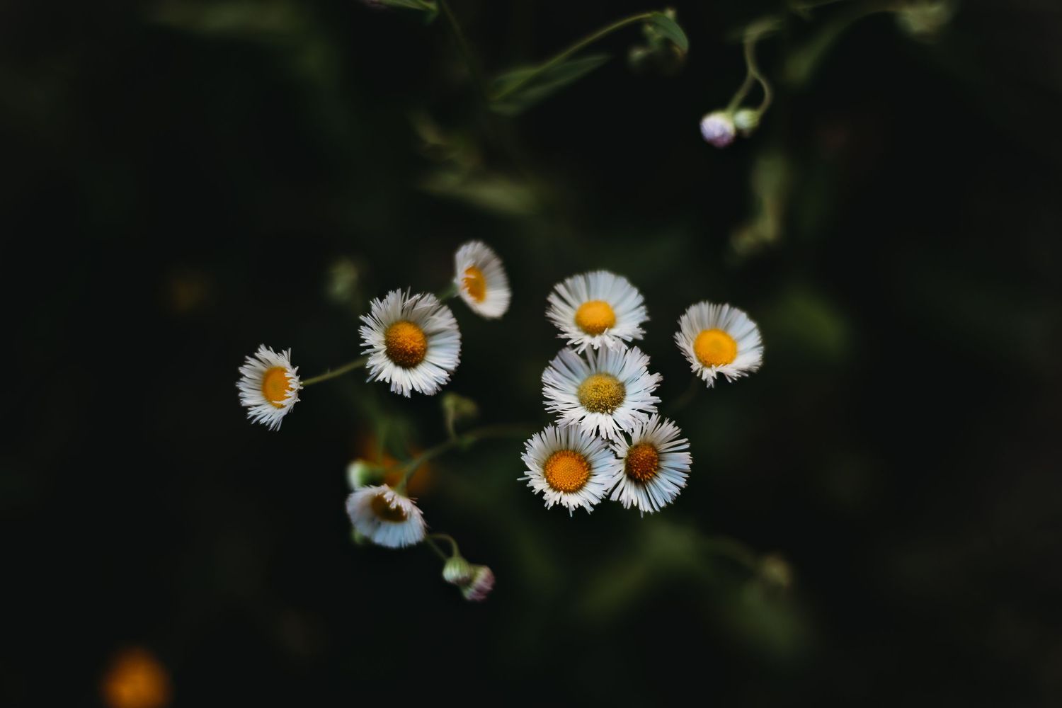 Delicate white daisies with yellow centers bloom against dark background.