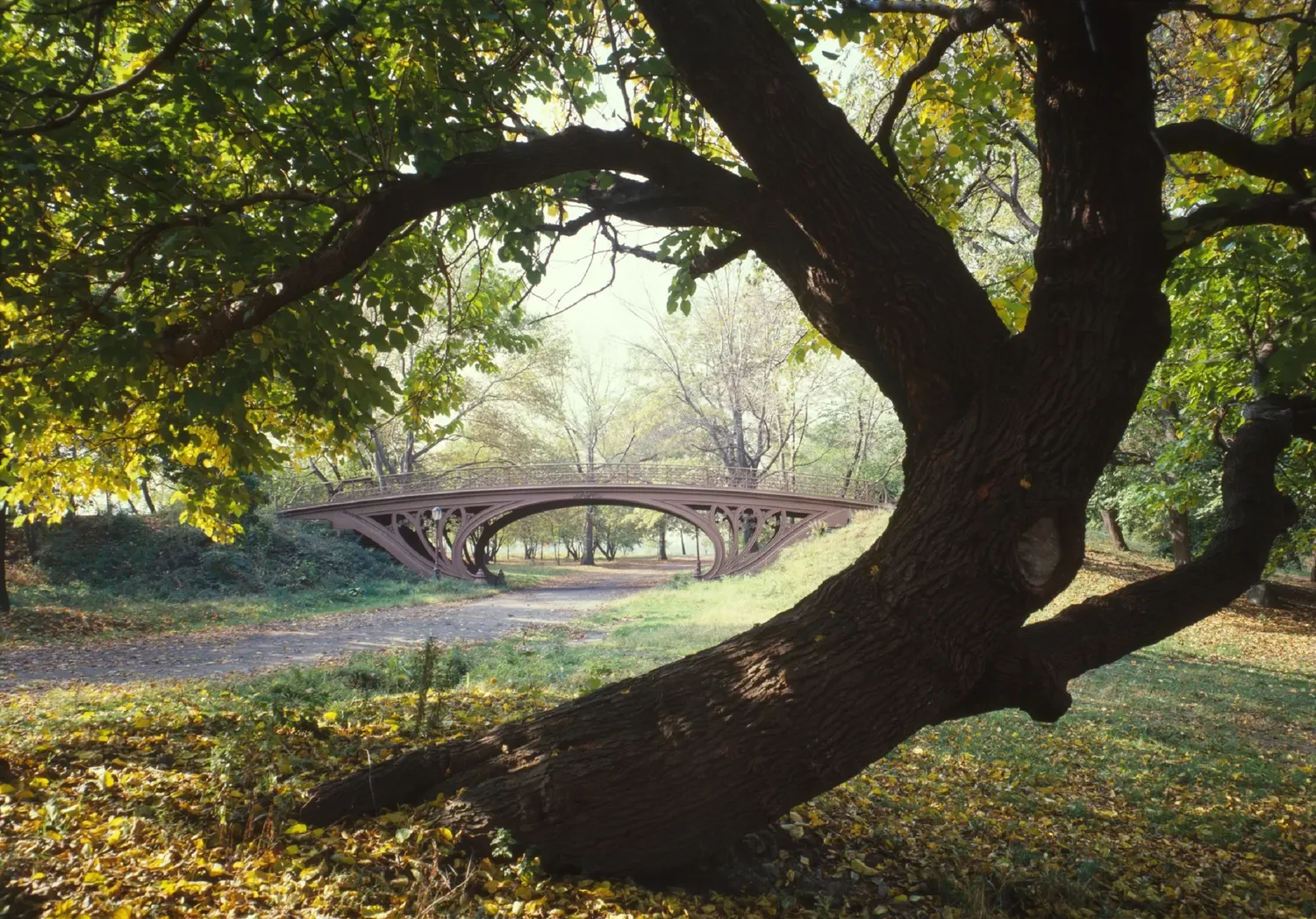 A classic stone bridge spans across water in a misty Central Park setting framed by arching tree branches.