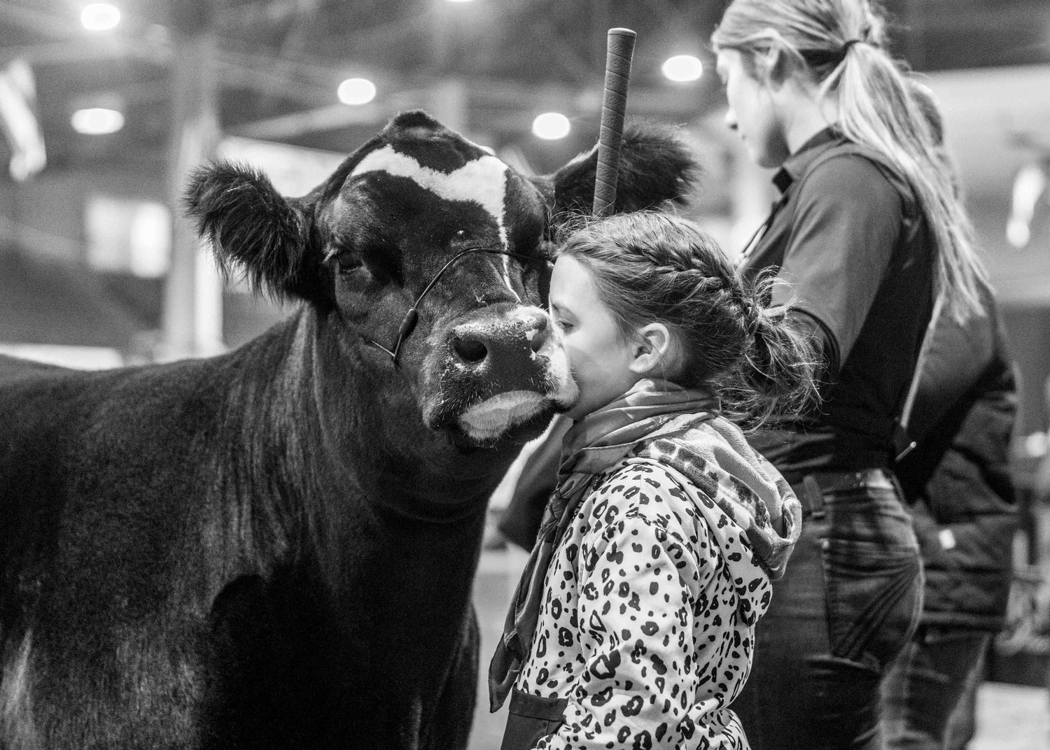 A black and white photo showing a young person and a show cow having a close interaction.