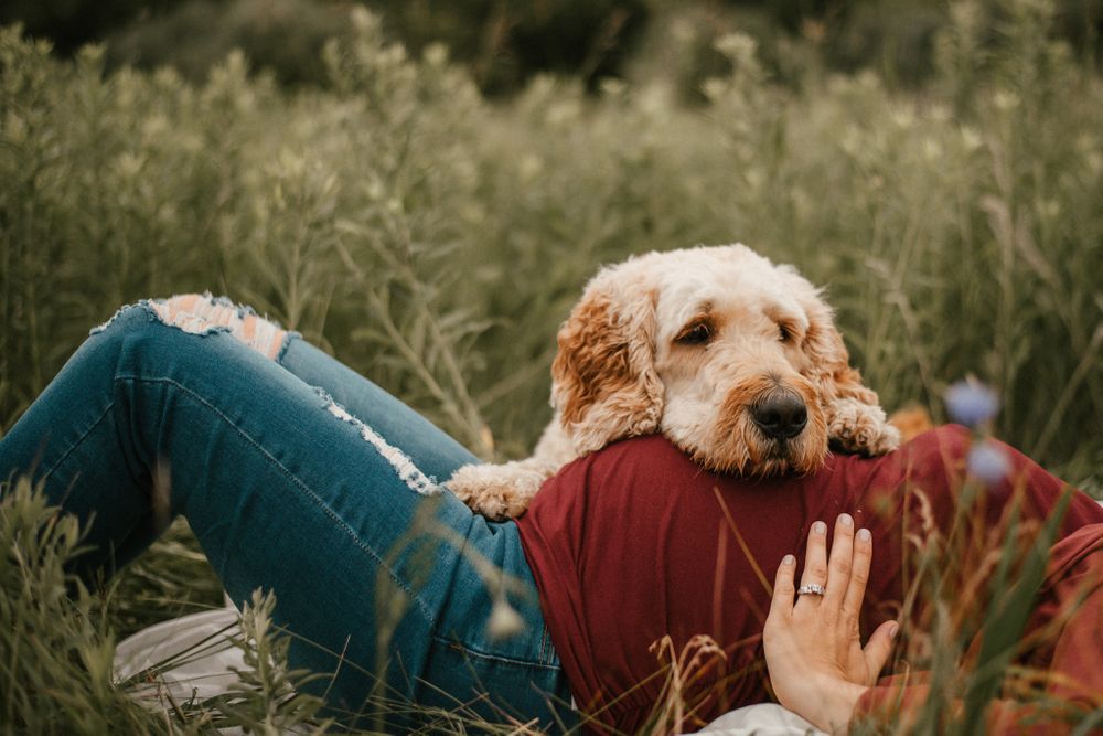 Fluffy goldendoodle dog cuddling up to someone laying in tall grass.