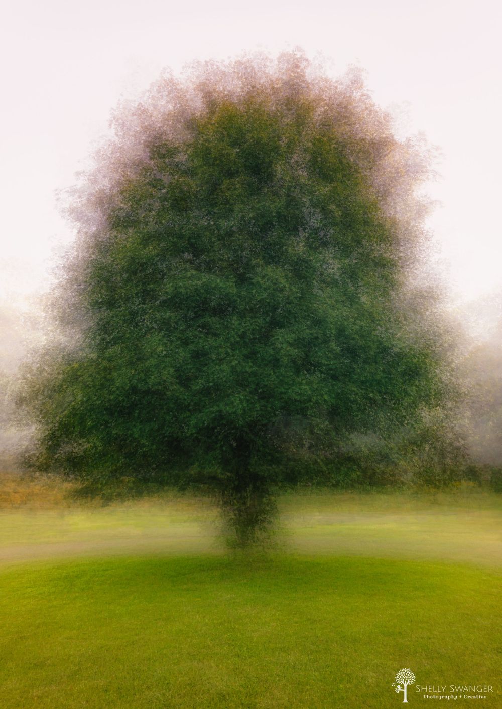 Dreamy soft focus photograph of a single tree with pink and green tones in misty field.