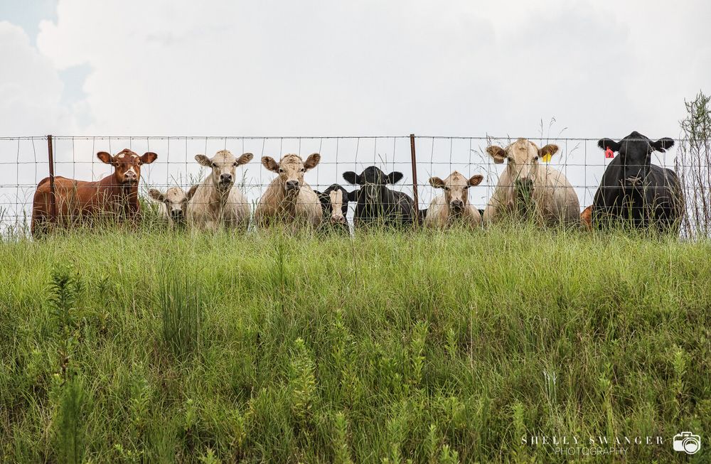 Row of curious cows peek through fence in green pasture on sunny day.