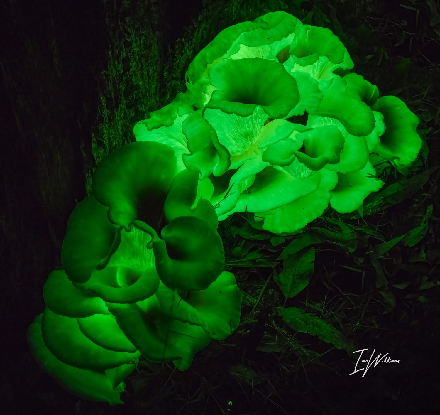 Ghost fungi
