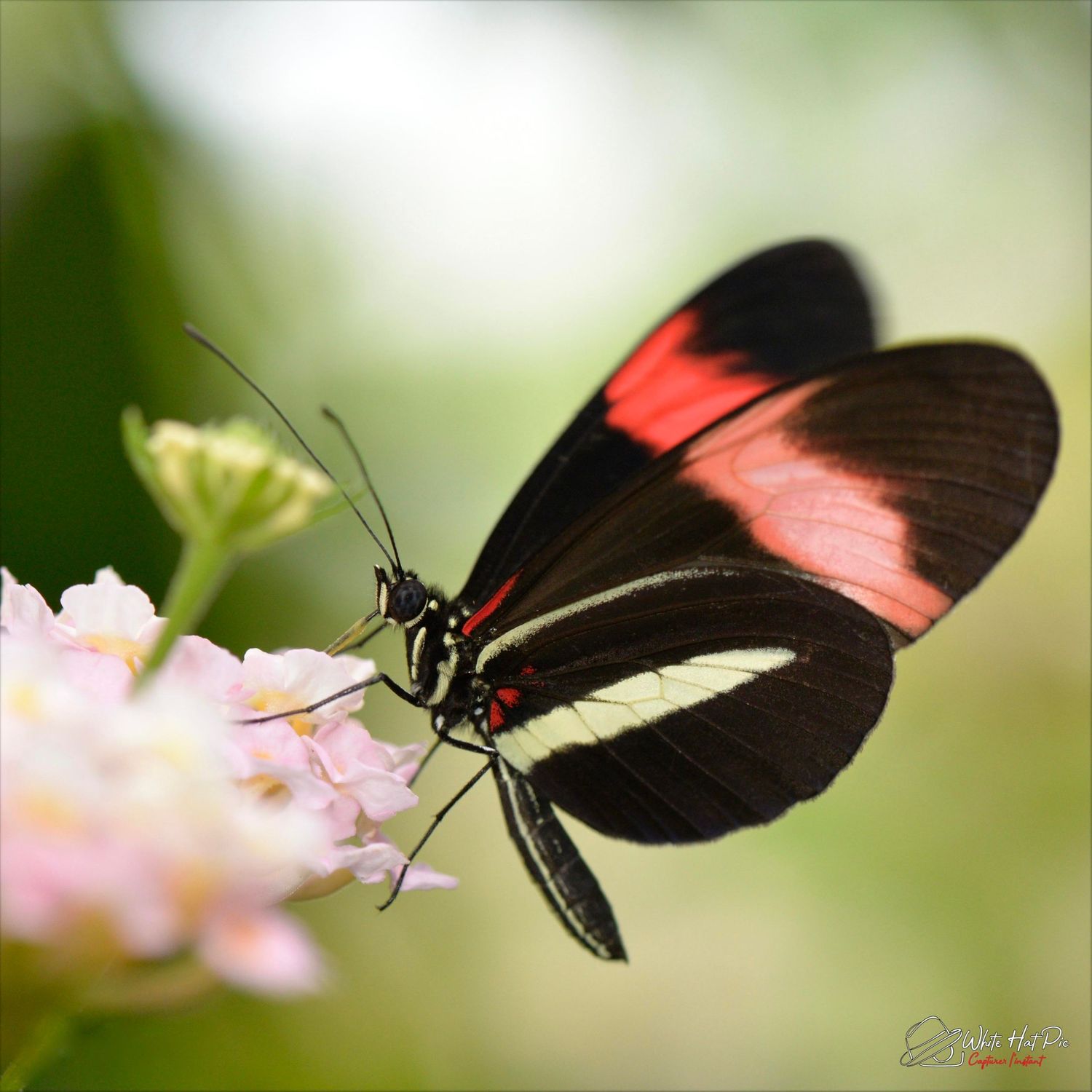 Papillon 3