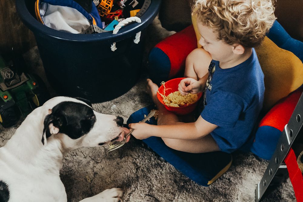 Child sharing snacks with black and white dog while sitting on gray carpet.