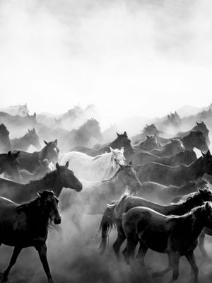 Wild Animals Horses in Black And White Bohemian Photo Wall-Art Print Boho Poster Canvas Framed by Dagmar Pels