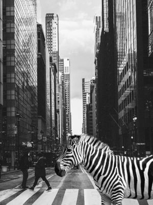 Zebra in New York City USA Digital Photo Fun Collage Pop-Art Vintage Photography Poster Framed Canvas Dagmar Pels