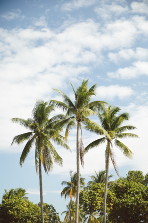 Multiple palm trees swaying in the breeze against a bright cloudy sky.
