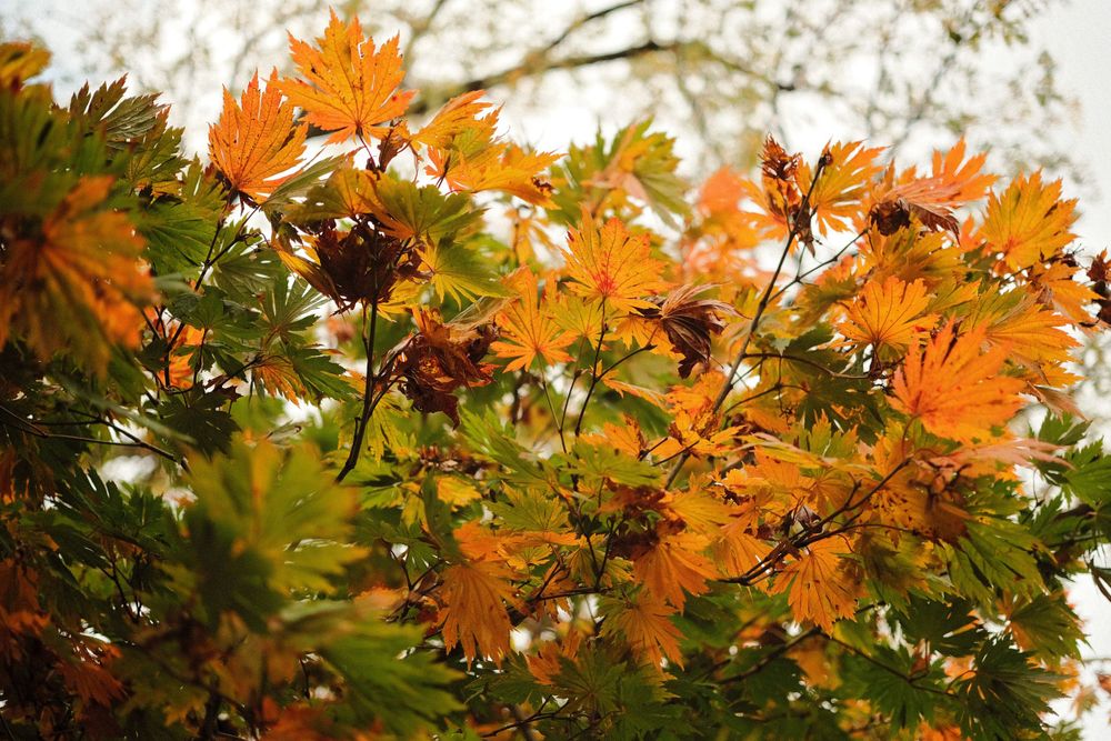 A Changing of Season: Autumn at the Botanical Garden - Lindsay Kuehne