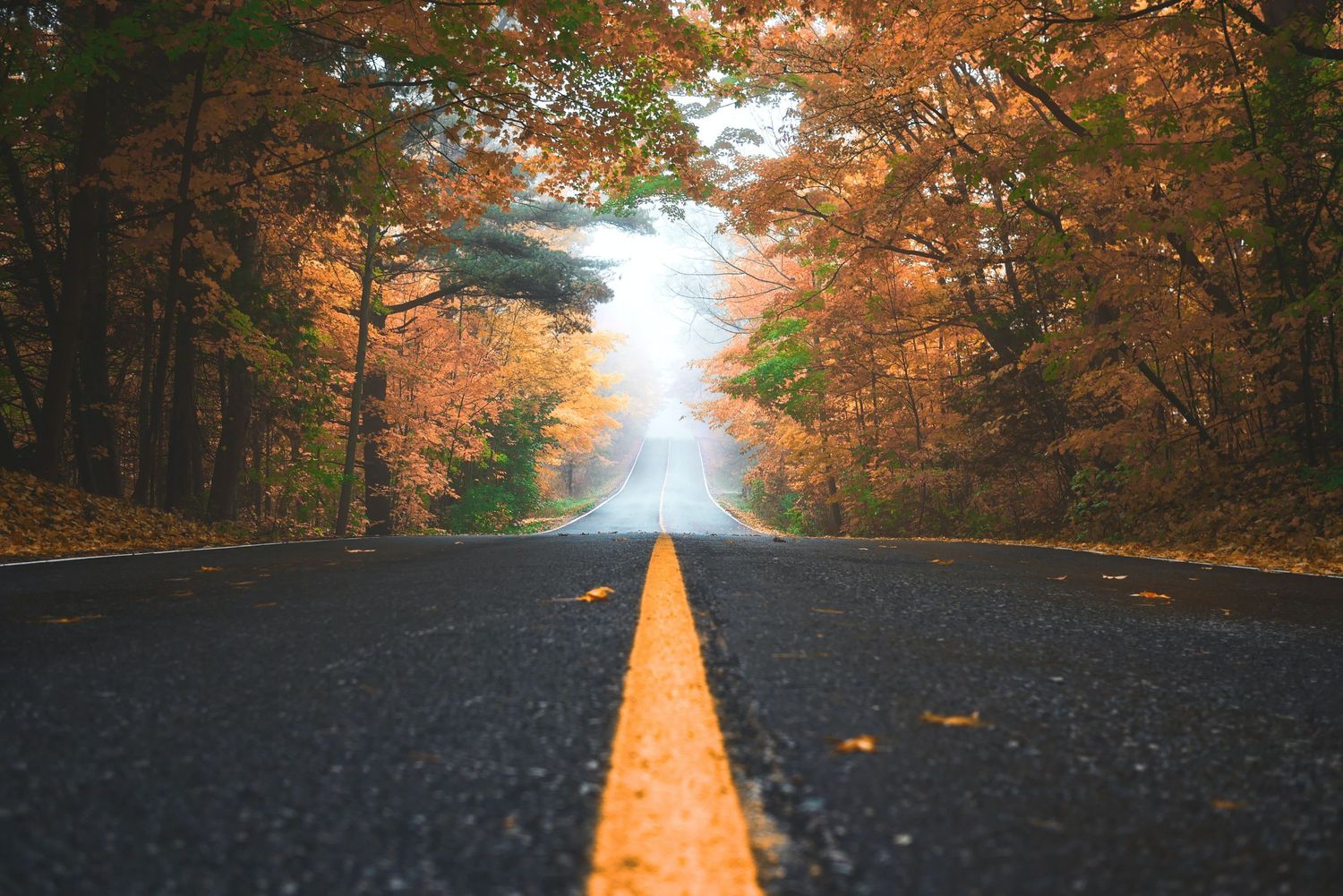 A misty autumn road lined with vibrant orange and red foliage creates a stunning natural tunnel perspective.