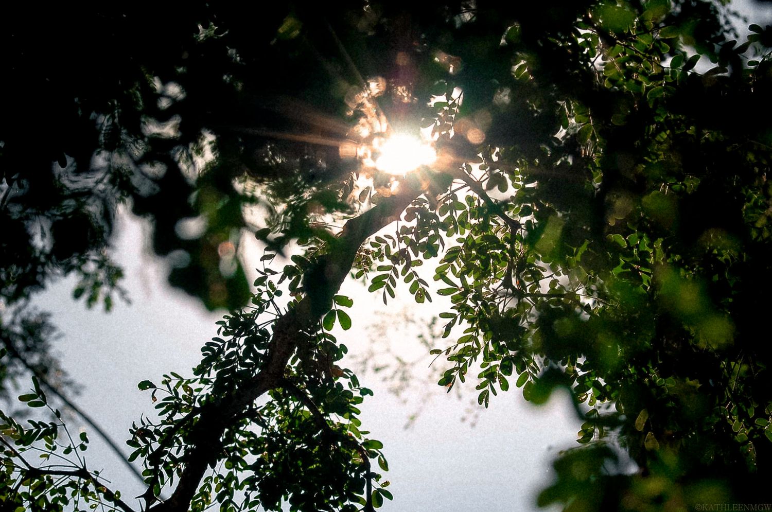 Sunlight bursting through green tree leaves creating a dramatic lens flare effect.