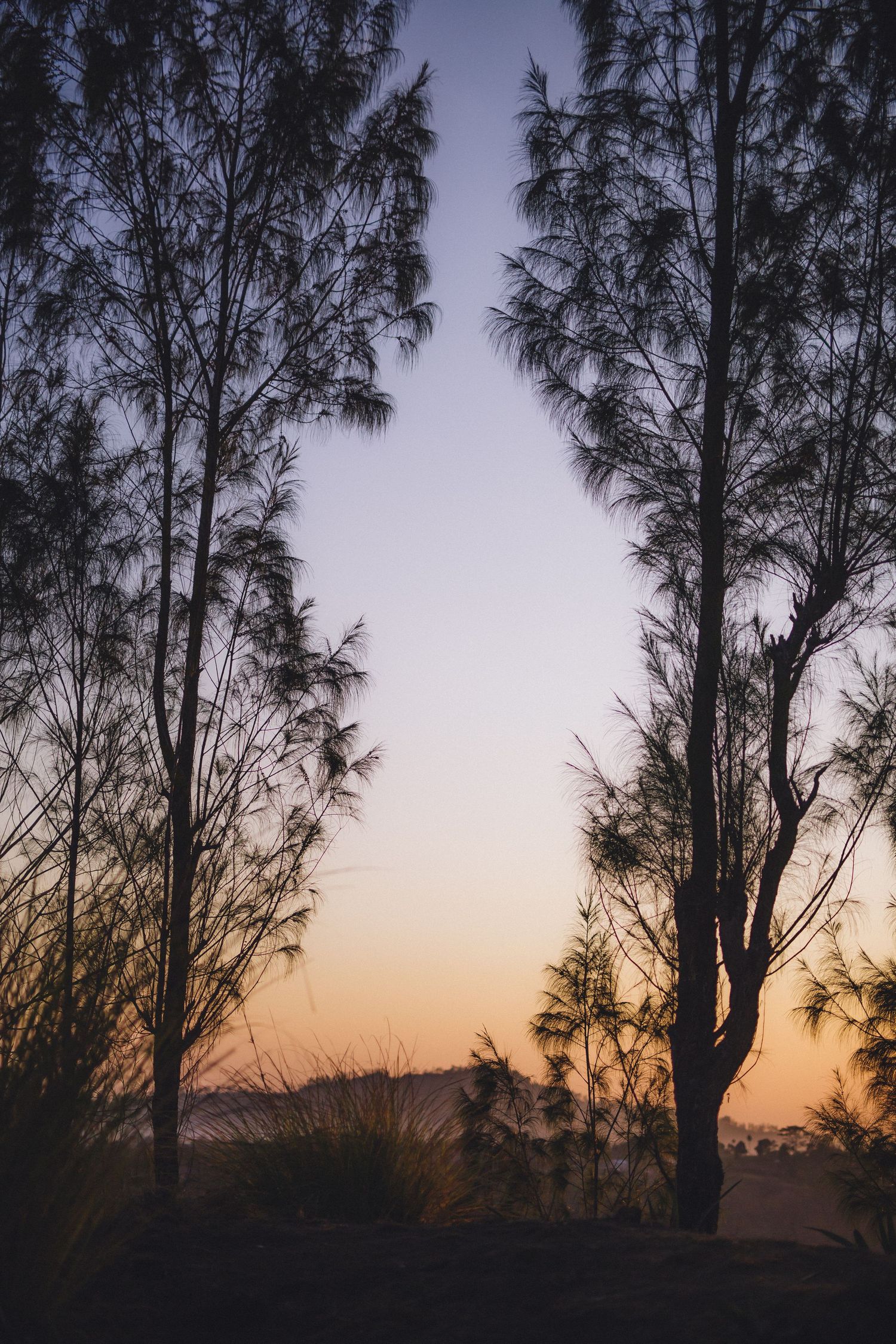 Silhouettes of tall trees against a purple and orange sunset sky.