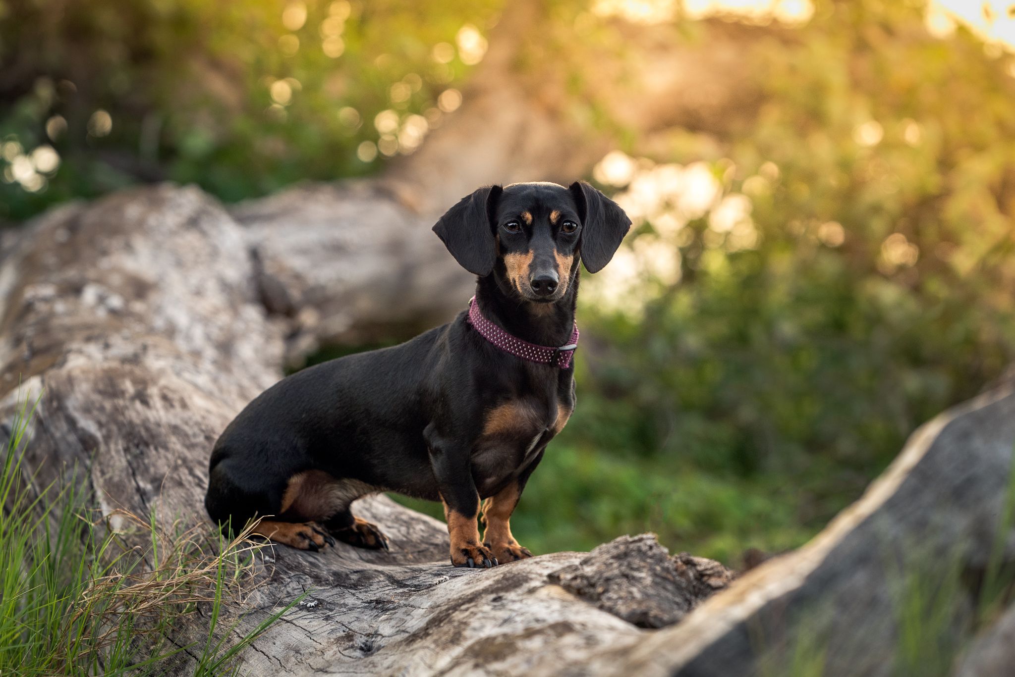 black and tan dachshund on log in early morning light