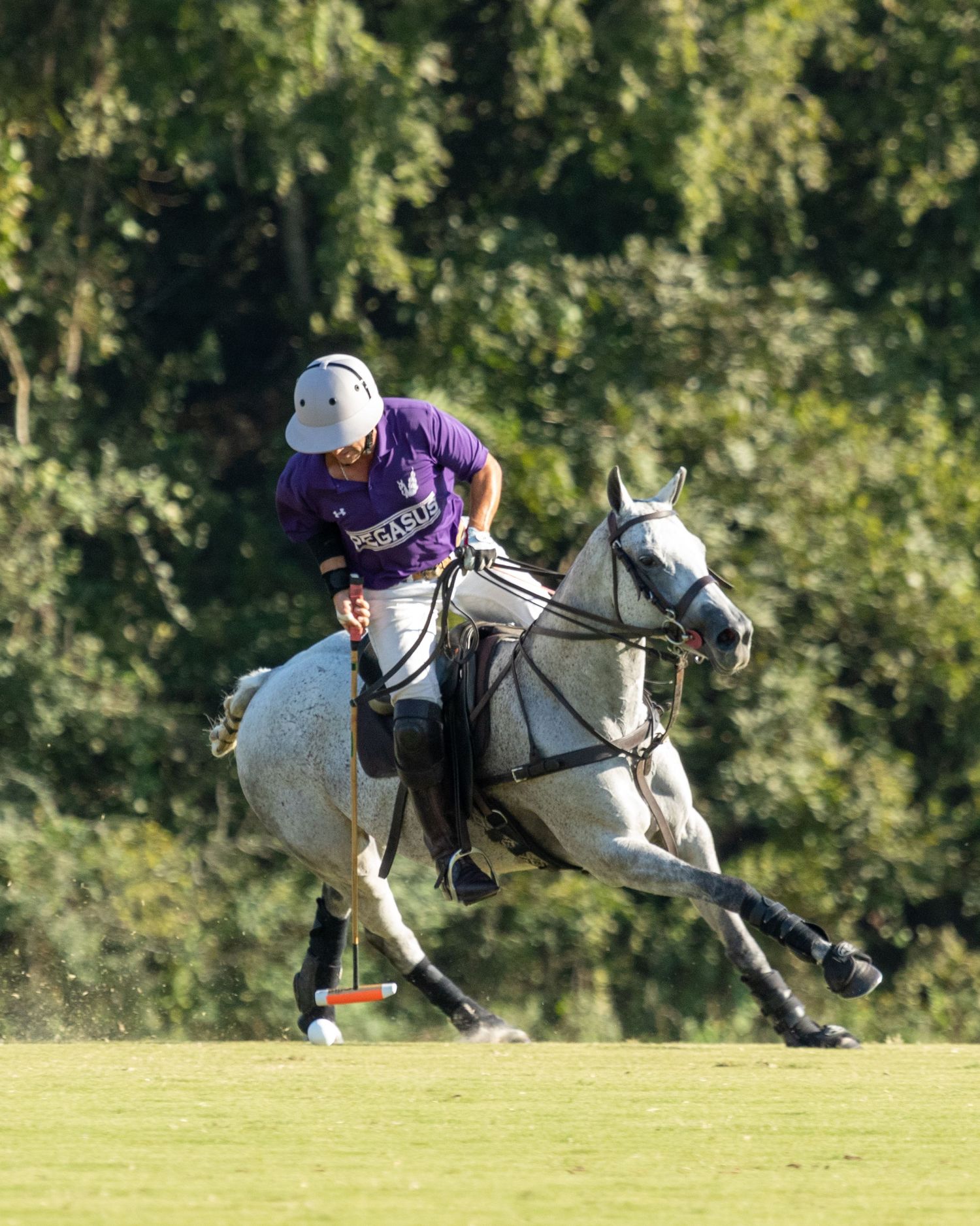 Polo Nick Cifuni