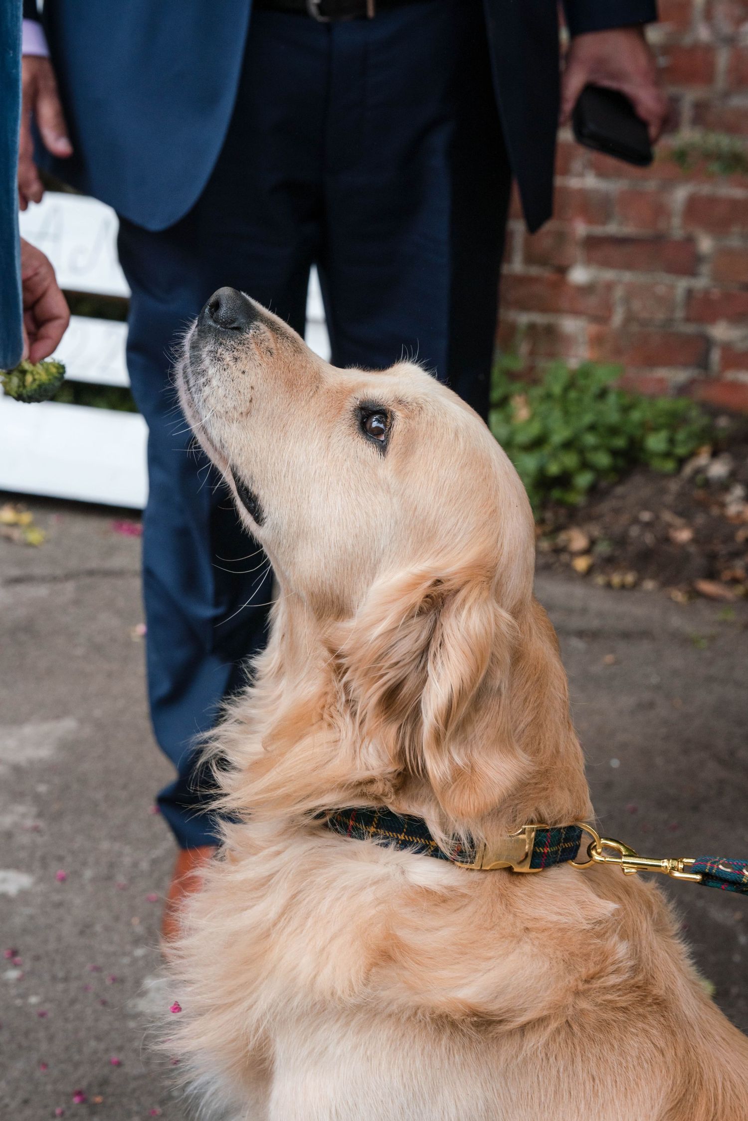 Zara Davis Wedding Photography dogs at weddings Stroud Cotswolds Gloucestershire Minchinhampton