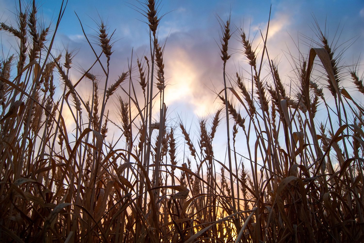 California Wheat Field