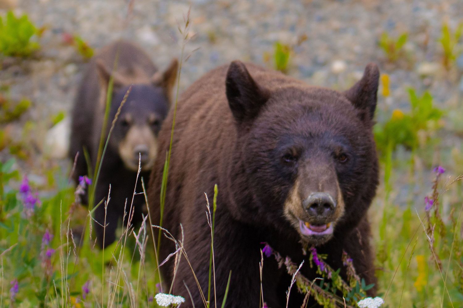 Cory J. Cravatta photo of an American Black Bear and Cub runnign through fireweed in Yukon Territory, Canada