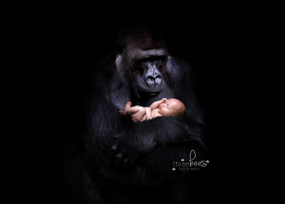 newborn photography, quinte west, trenton, brighton, cobourg ontario, family photos, photography, studio photography,
