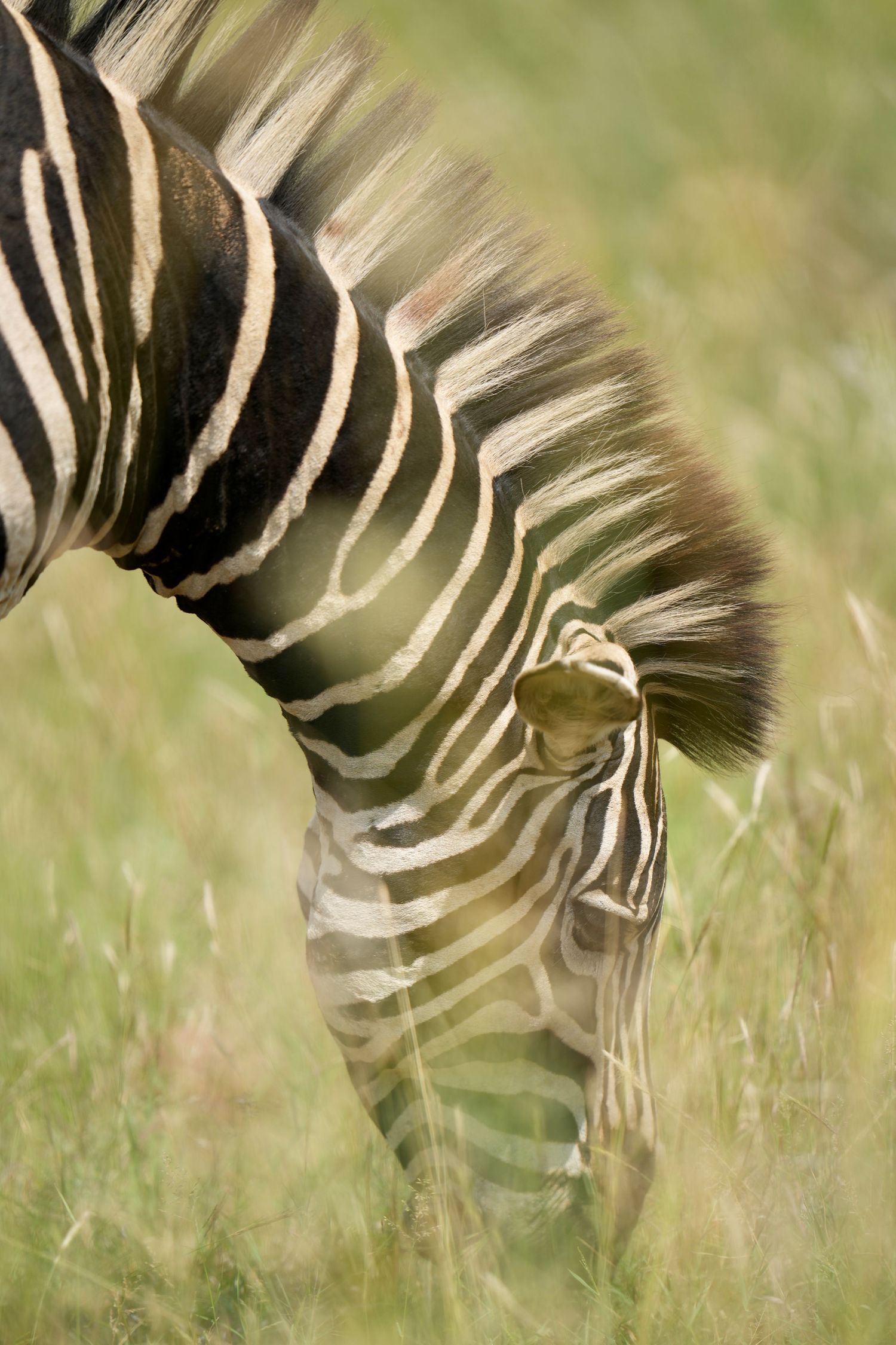 Close-up detail of zebra stripes in natural grassland setting.