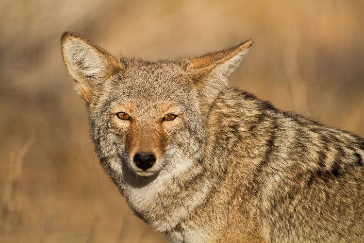 Close-up of Coyote portrait in California, Joshua Tree National Park, California