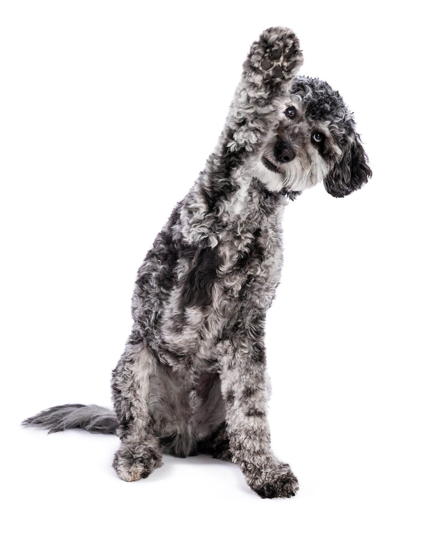 Black and white speckled dog sitting upright with head tilted and one paw raised.