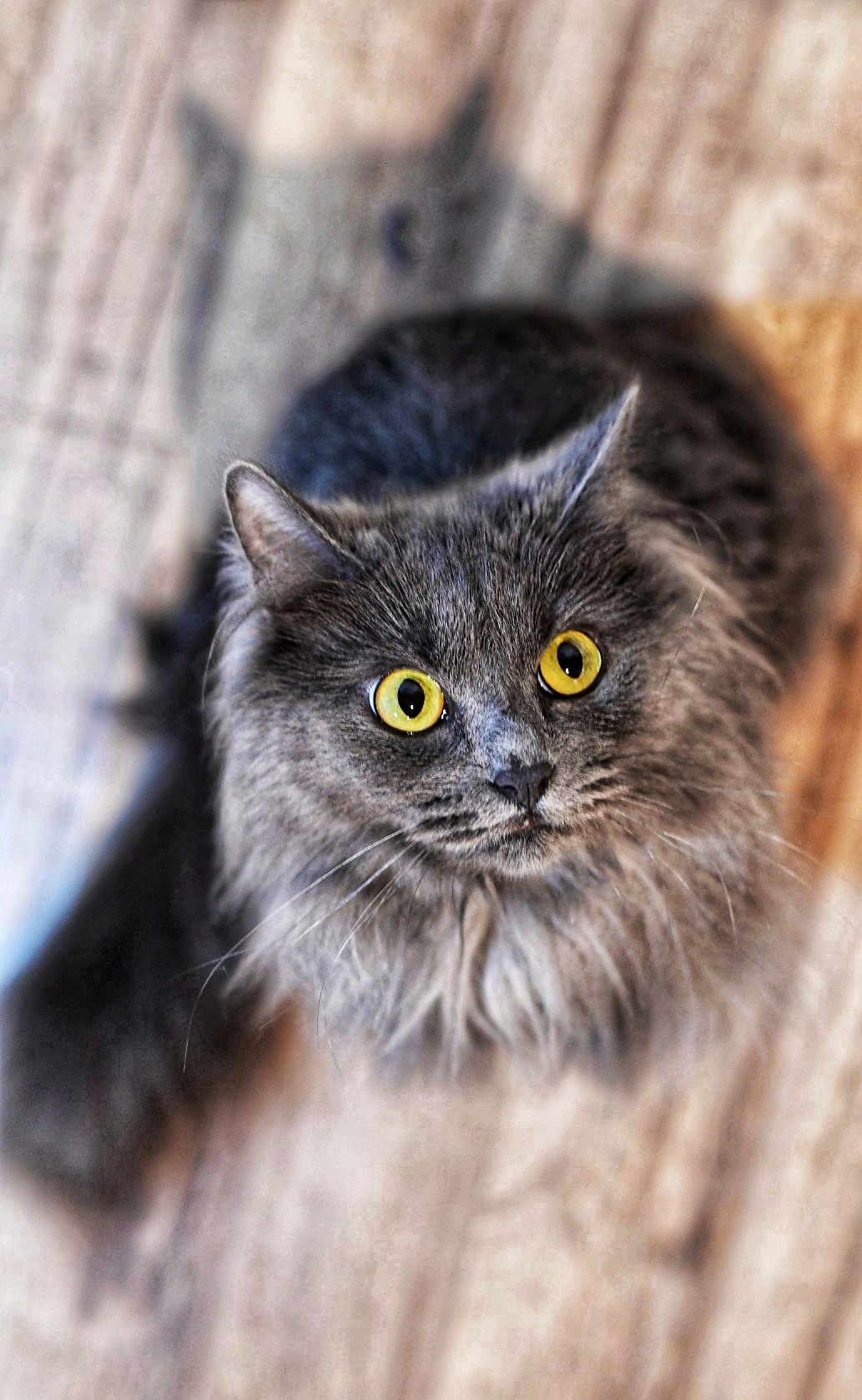 Close-up portrait of a grey long-haired cat with striking yellow eyes looking directly at camera.