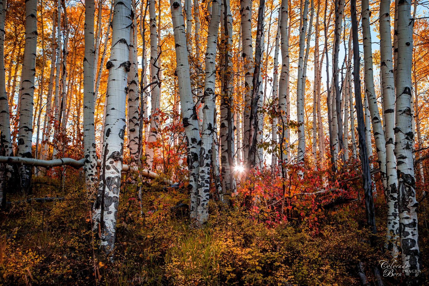 Pictures of Aspens Wall Art Decor In Colorado For Homes