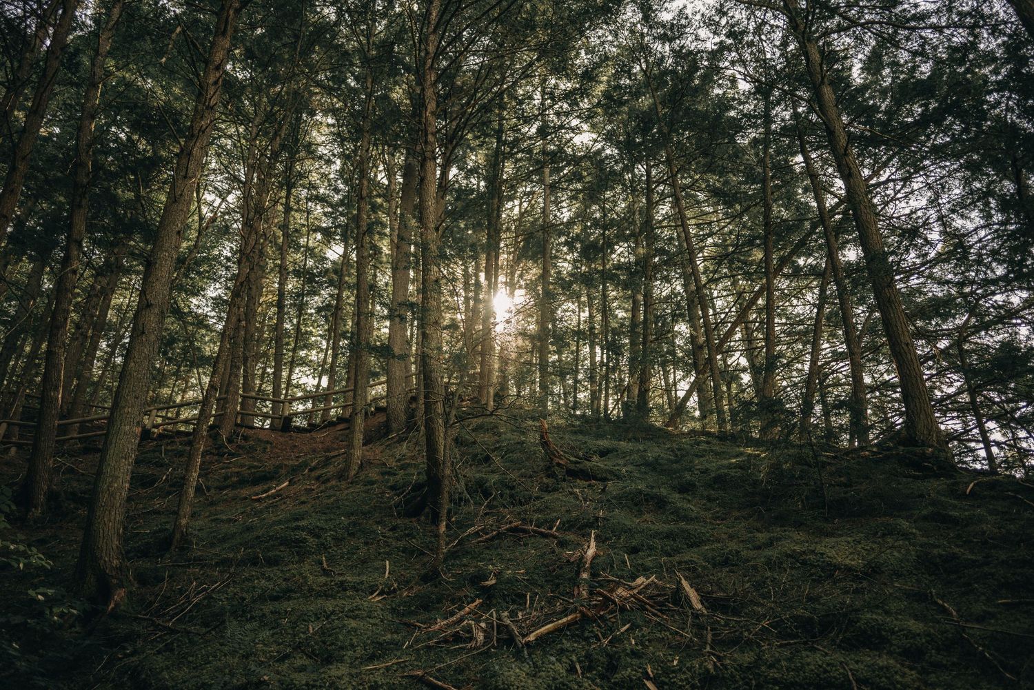 Sunlight streams through tall trees in a misty forest creating a magical atmosphere.