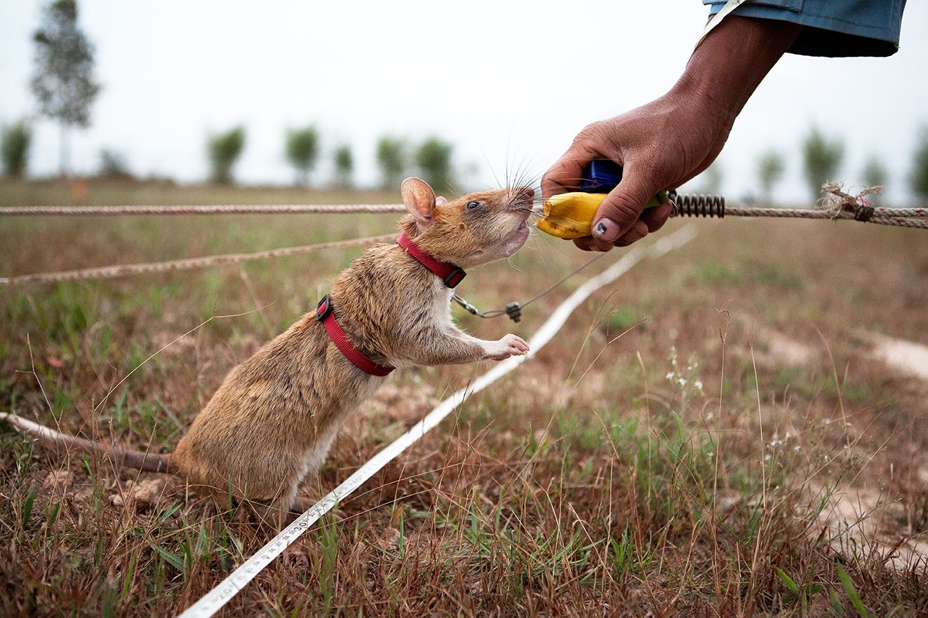 A landmine detecting rat eats a banana during training