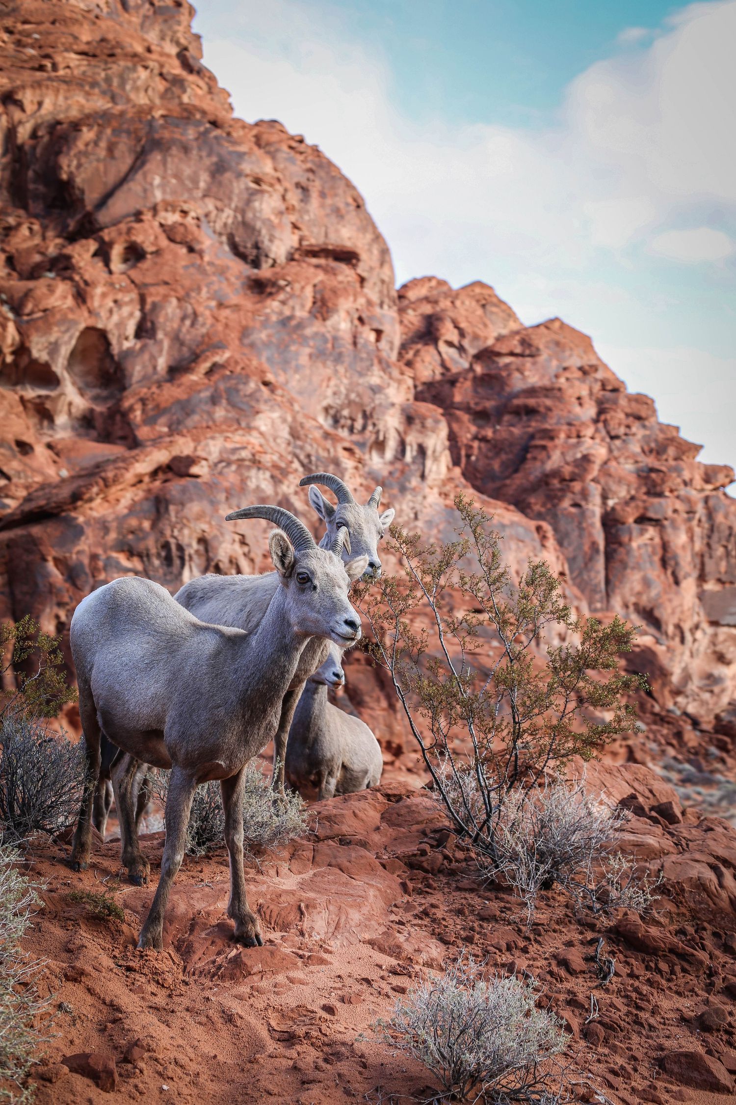 Bighorn sheep standing on red rock formations in a desert landscape against blue sky.