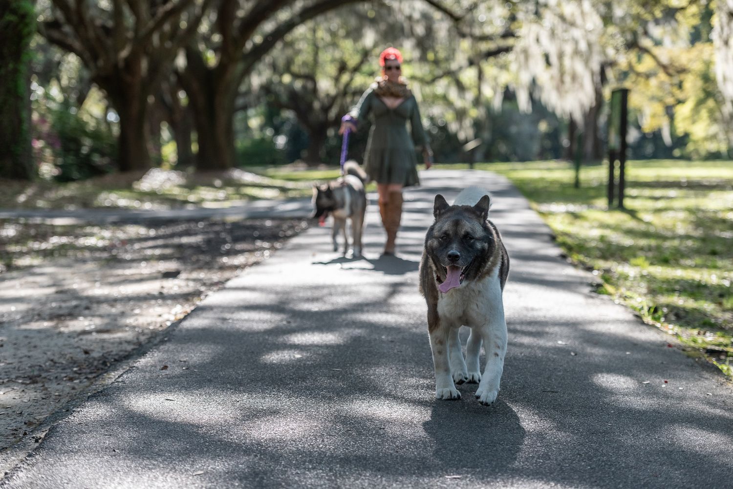 Woman with Akita's walks down avenue of oaks in Charleston, South Carolina. Photographed by SC dog photographer.