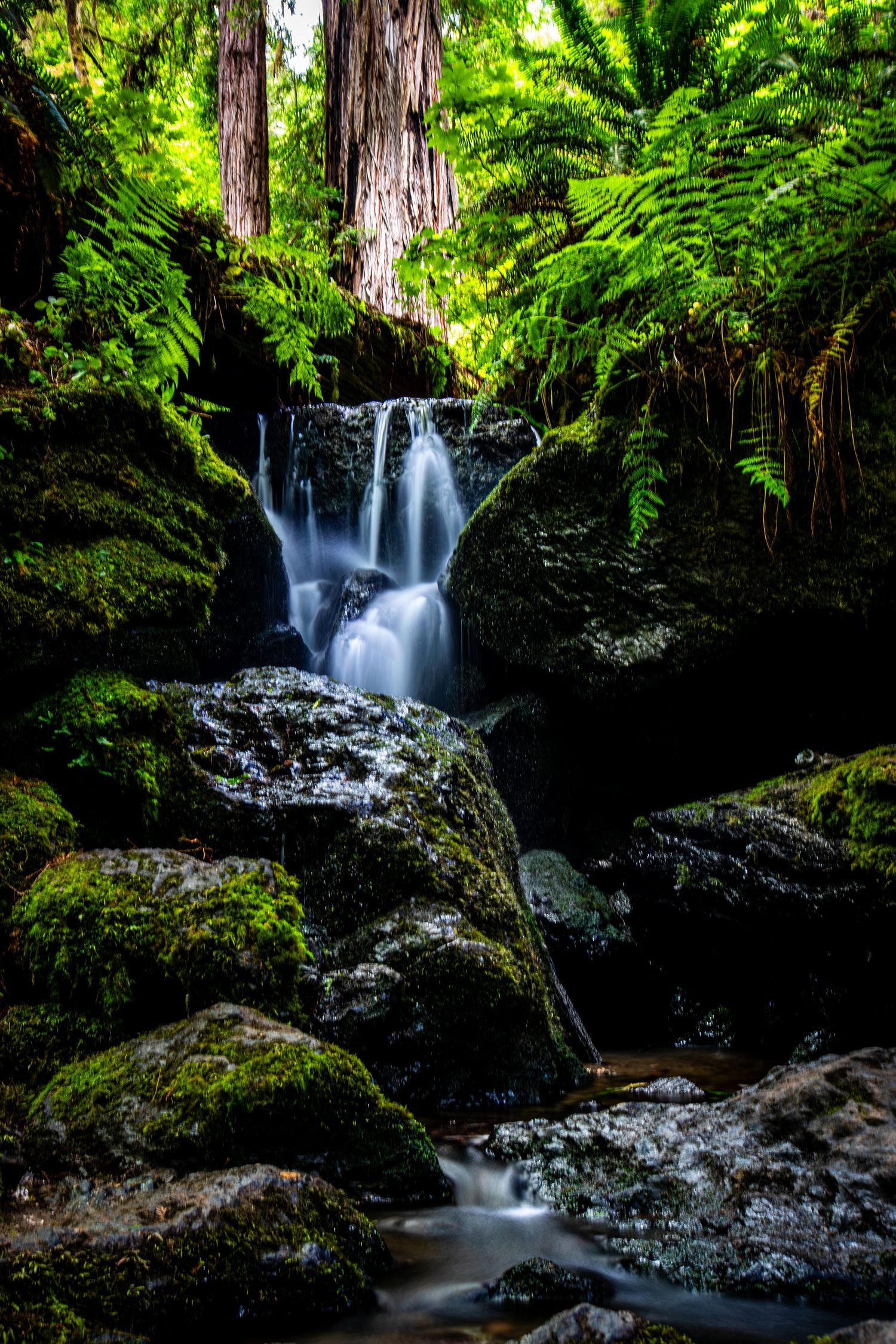 Serene mossy waterfall flowing through lush green forest with ferns and redwood trees.